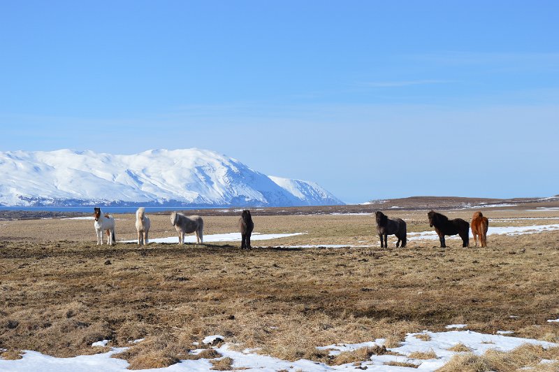 Husavik (54).JPG